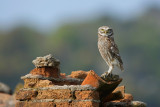 Little Owl (Steenuil)