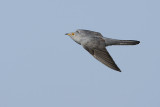 Cuckoo (Koekoek)