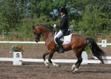Rikke Sofie Bllingtoft/ CoelenhageS Purioso