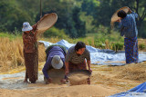 Harvesting the rice