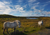 Eriskay Ponies