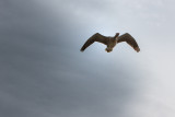 lone greylag