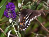 Tiger Swallowtail - black female