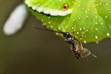 Wasp cleaning wings