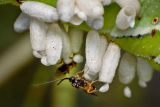 Wasps on Tomato Hornworm