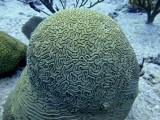 Coral Crebro