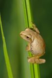 Spring Peeper in Summer