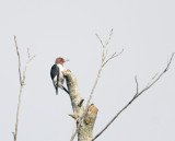 Red-headed Woodpecker.jpg