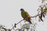 Orangebrstad grnduva, female