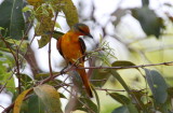 Scarlet Minivet, female