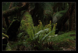 Track Foliage Detail