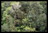 Foliage Below Falls