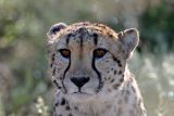 IMG_4492 - Cheetah