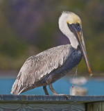 Pelican With Fish Hook