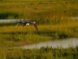 _DSC3496.jpg
