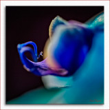 Blue Orchid.jpg