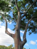 Dole Plantation Tree