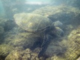 Sea Turtle off Oahu
