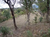 View of neighbor's land immediately north