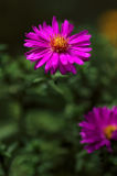 Purple Aster 1s.jpg