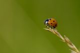 Ladybird