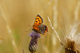 Small Copper