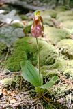 Moccasin Flower