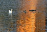 Evening swans