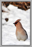 Sidensvans / Waxwing