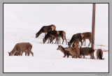 Deer searching the first patches bare of snow