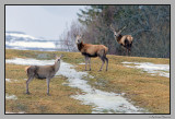 Deer searching the first patches bare of snow # 2