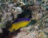 Cocoa Damselfish