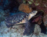 Hawksbill