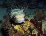 Porcupinefish