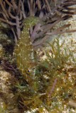 Slender Filefish, in a different color phase