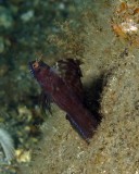 Sailfin Blenny