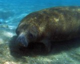 Manatee