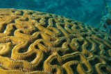 Brain Coral with Cleaner Gobies
