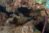 Spotted Trunkfish