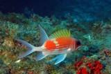 Squirrelfish