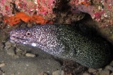 Spotted Moray