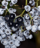 Blue Elderberry, Sambucus nigra ssp caerulea