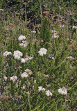 California Buckwheat