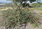 Gooseberry, Ribes sp.