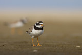 Sieweczka obrozna (<i>Charadrius hiaticula</i>)