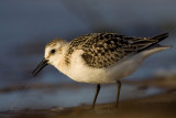 Piaskowiec (<i>Calidris alba</i>)