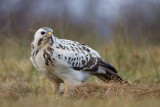 Myszolow (<i>Buteo buteo</i>)