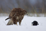 Myszolow (<i>Buteo buteo</i>)