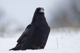 Kruk (<i>Corvus corax</i>)