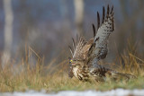 Myszolow (<i>Buteo buteo</i>)